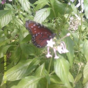 Meet your Posher, Ava